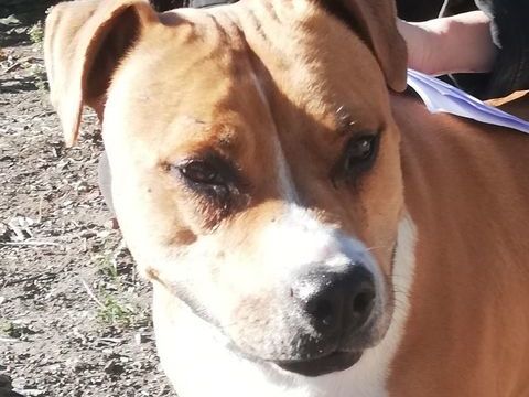 ANDALOUSIE, crois&eacute;e boxer, 5 ans 200 34500 B�ziers