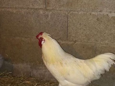 Coq soieXwhite 5 12350 Brandonnet