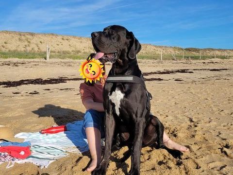Don dogue allemand 0 85220 Apremont