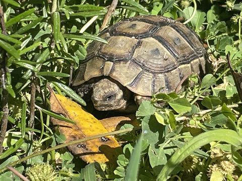 Tortue de terre de 4 ans 90 33000 Bordeaux