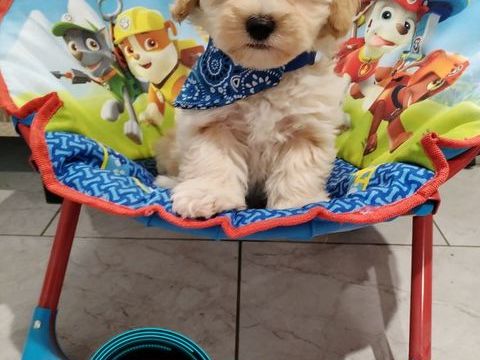 chiots maltipoo 2000 42310 Changy
