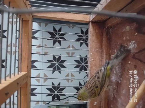 Oiseau canaris florino 1 95100 Argenteuil