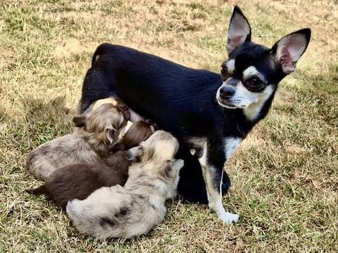 Chiots chihuahuas 0 14100 Lisieux