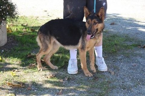 Chien SARLAT à l adoption 210 47160 Caubeyres