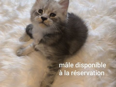 B&eacute;b&eacute; Maine coon 1400 30330 Tresques