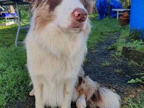 Vegas, border collie &agrave; adopter 350 44220 Cou�ron