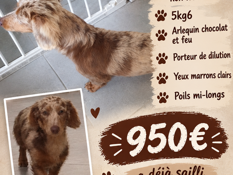 Saillie m&acirc;le teckel nain arlequin chocolat et feu non lof 950 22640 Plénée-jugon