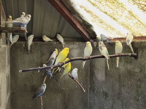 Oiseaux perruches ondul&eacute;es 10 29290 Saint-renan