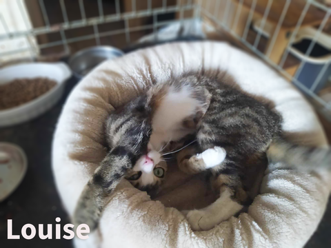 Adorable Louise attend une famille aimante 80 34420 Cers