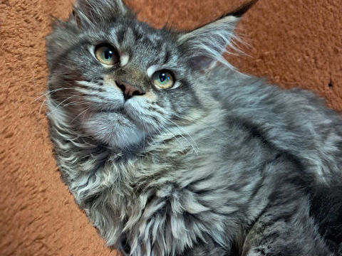 Chatons Maine Coon LOOF - DISPONIBLES 1300 62970 Courcelles-l�s-lens
