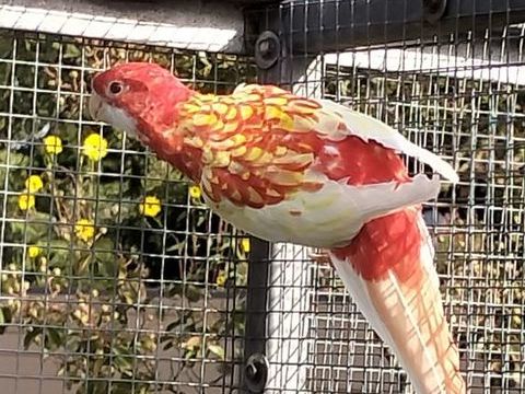 OMNICOLORE RUBINO 2025 60 85500 Les herbiers