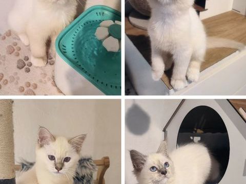 Magnifiques chatons Sacré de Birmanie ? 1500 83600 Frjus
