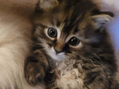  chaton &agrave; donner 0 33000 Bordeaux