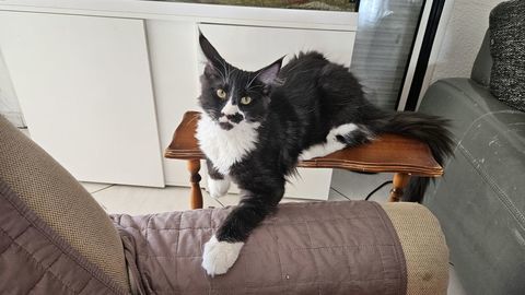 Chatons a l adoption 800 66280 Saleilles