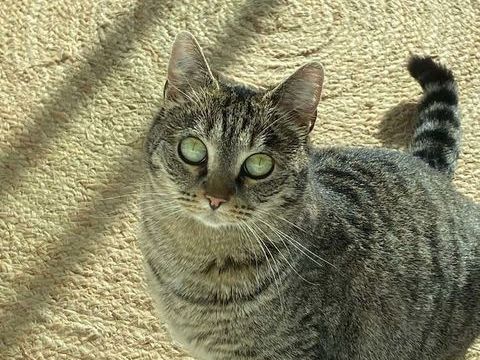 Sassy jeune chatte adorable cherche adoptants serieux 130 11000 Carcassonne