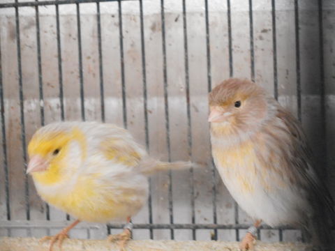 CANARIS
15 33170 Gradignan