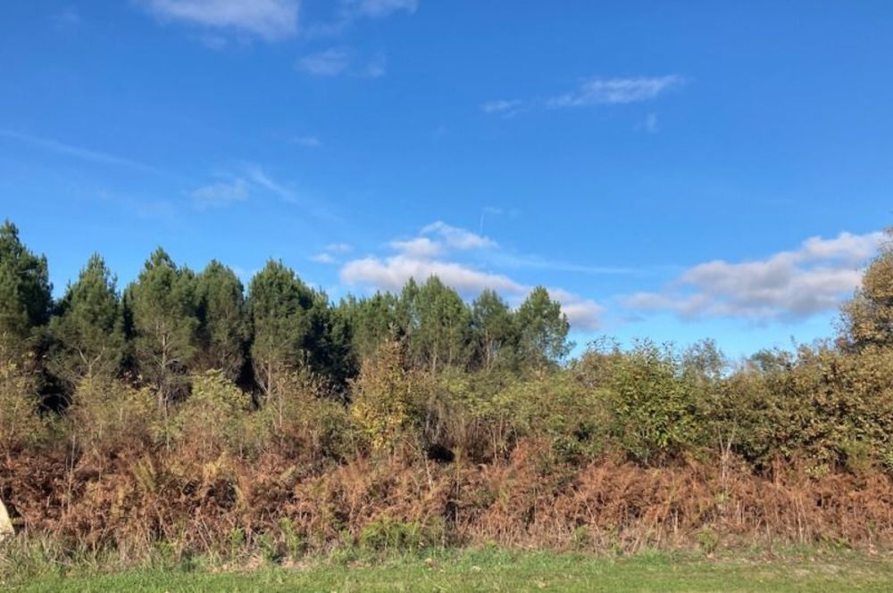 Maisons neuves   Balizac (33730)