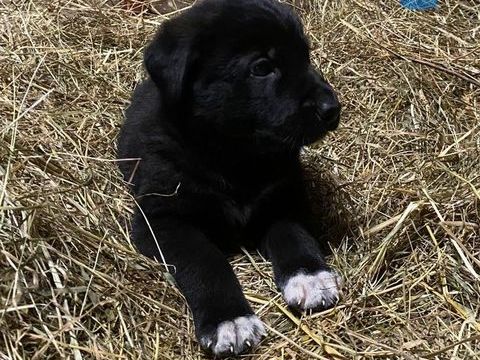 A RESERVER CHIOTS CROISES BERGER ALLEMAND 0 71350 Verdun-sur-le-doubs
