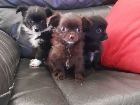 Chihuahua 850 34460 Cazedarnes