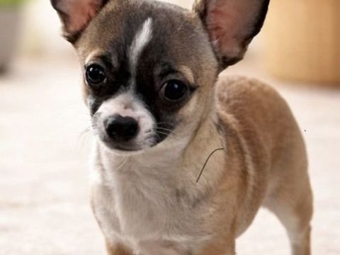 Chiots chihuahuas 950 50260 Magneville