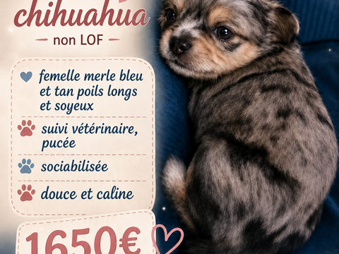 Disponible chihuahua non lof poils longs 1650 22640 Plénée-jugon