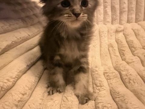 Maine coon 1000 69400 Porte des pierres dorées