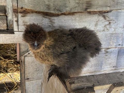 Poules et coqs de soie 30 49270 Le fuilet