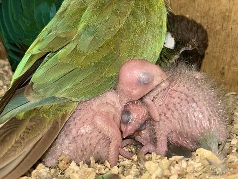 B&eacute;b&eacute; conure molinae 140 66000 Perpignan