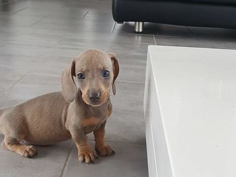 chiot teckel 1300 62860 Bourlon