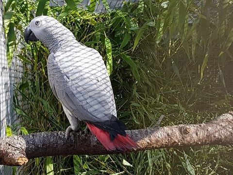 Perroquet gris du gabon apprivoisé parleur 1490 35136 Saint-jacques-de-la-lande