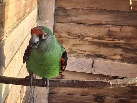 un perroquet à calotte rouge 600 44290 Pierric