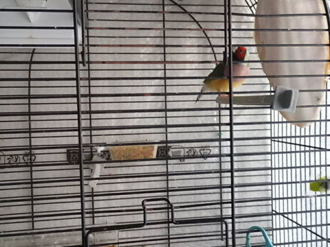 cherche un male diamant de Gould 50 94460 Valenton