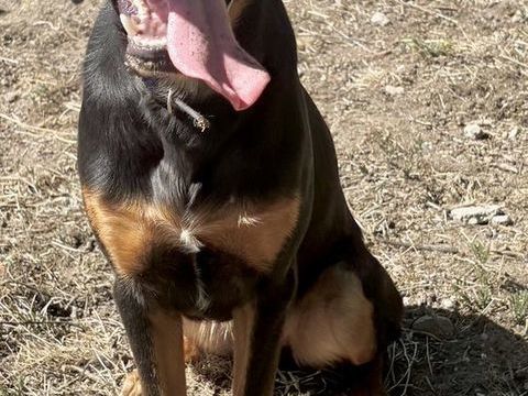 VERDI, beauceron 1 an 300 04300 Forcalquier