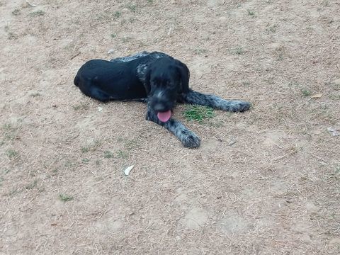 Chiot drahthaar 400 85140 Sainte-florence