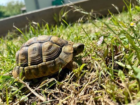 Tortue Boettgeri 6 ans 260 01800 Meximieux