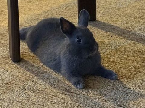 Lapin nain 40 17300 Rochefort