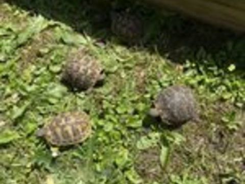   Tortue Herman 1 an et 2 deux et demi 