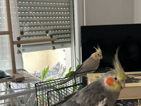 Couple de perruches calopsitte (eam) 250 06150 Cannes la bocca