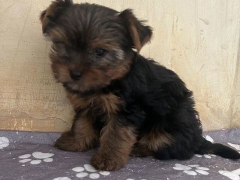 Yorkshire terrier 1100 85220 La chapelle-hermier