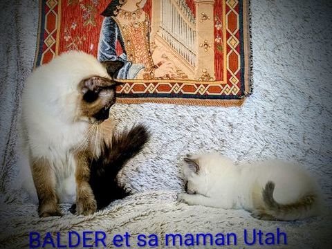 Balder le chaton de l'amour et de la beaut&eacute; 1500 87270 Chaptelat