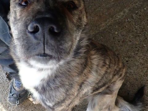 Azor &agrave; l'adoption 300 76000 Rouen