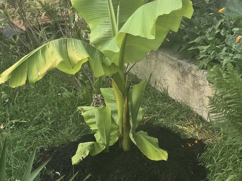 Prend votre tortue pour lui apporter une belle vie 75 0 77500 Chelles