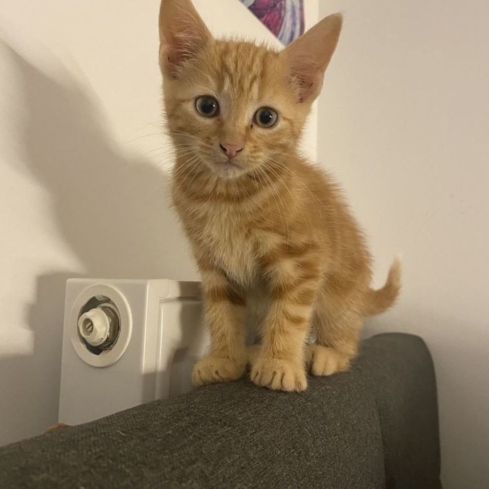   Chatons  