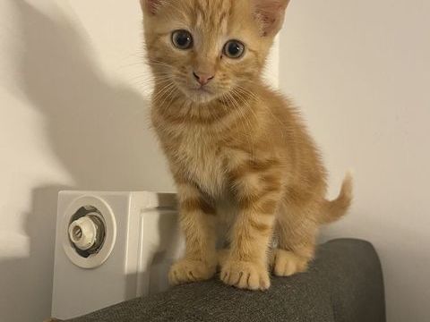 Chatons 0 89500 Villeneuve-sur-yonne