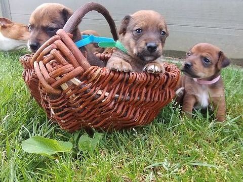 Adorable chiots Jack Russel crois&eacute;s 550 56200 La gacilly