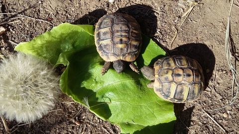 Petites tortues  60 13500 Martigues
