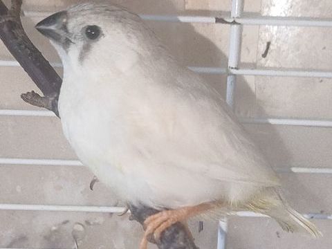 Oiseaux Exotiques 10 55500 Nanois-sur-ornain