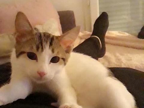 Opal  Né le 22 mars 2018 150 77100 Mareuil-ls-meaux