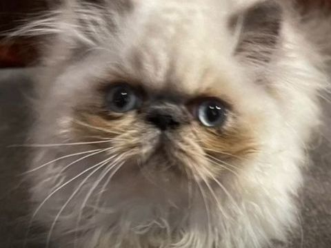 PERSAN COLOURPOINT LOOF 1500 45100 Orleans