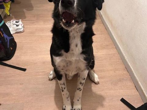 Don chien 0 18210 Charenton-du-cher